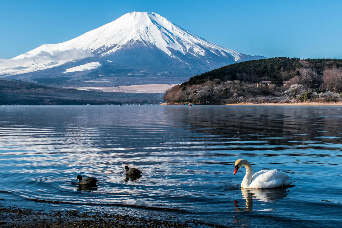 Scenic view of Mount Fuji reflected on Lake Yamanaka in Japan with swans swimming in the foreground