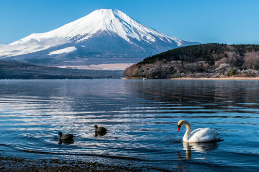 Scenic view of Mount Fuji reflected on Lake Yamanaka in Japan with swans swimming in the foreground