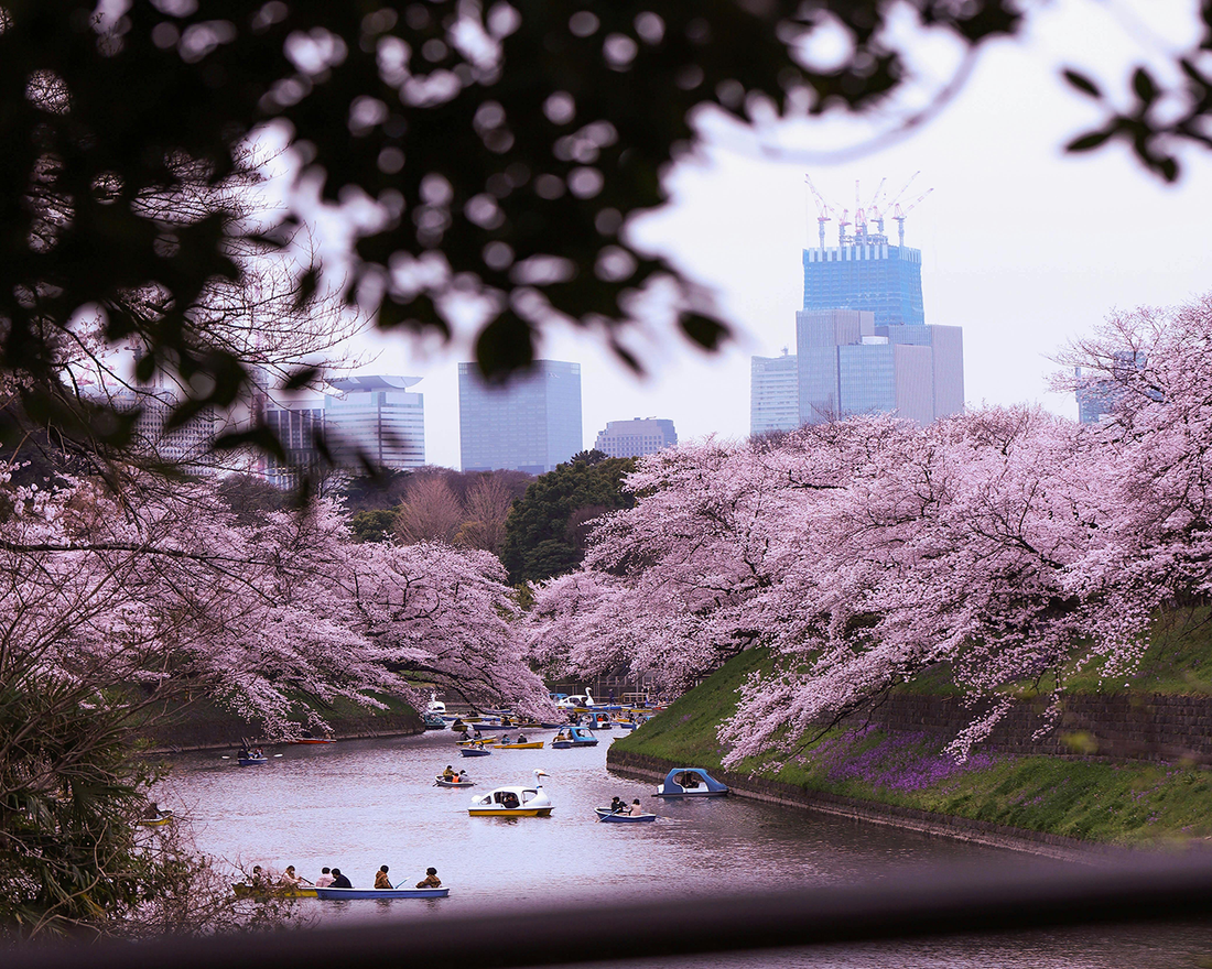 Chidorigafuchi cherry blossoms Tokyo boat ride sakura spring sightseeing